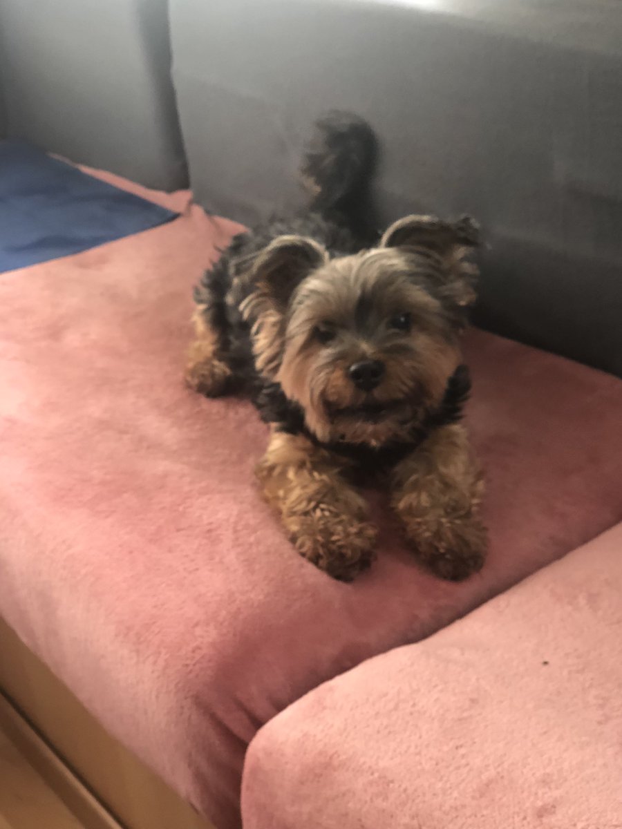 Raph & Jade🐶🕊️💫💕- belgesympa tweet media