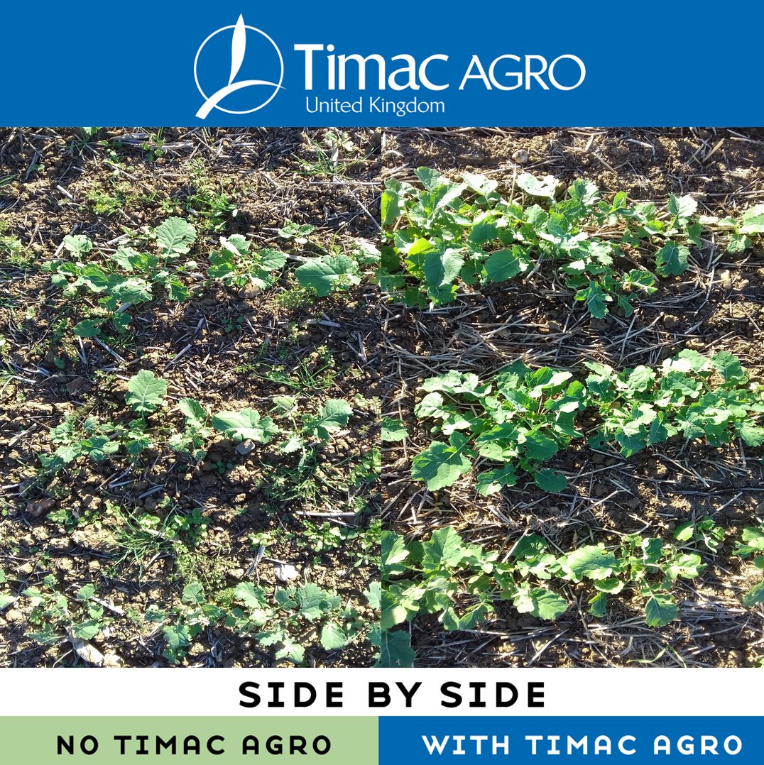 TimacAgroUK's tweet photo. Is your OSR worth a little investment to optimise establishment ❓

👉 #Pinkstart: proven in NIAB trials to give better Autumn and Spring GAI

Make an appointment today with one of our Technical Sales Specialists!  https://t.co/8NY5YytNG8 https://t.co/UlRT4jy93H
