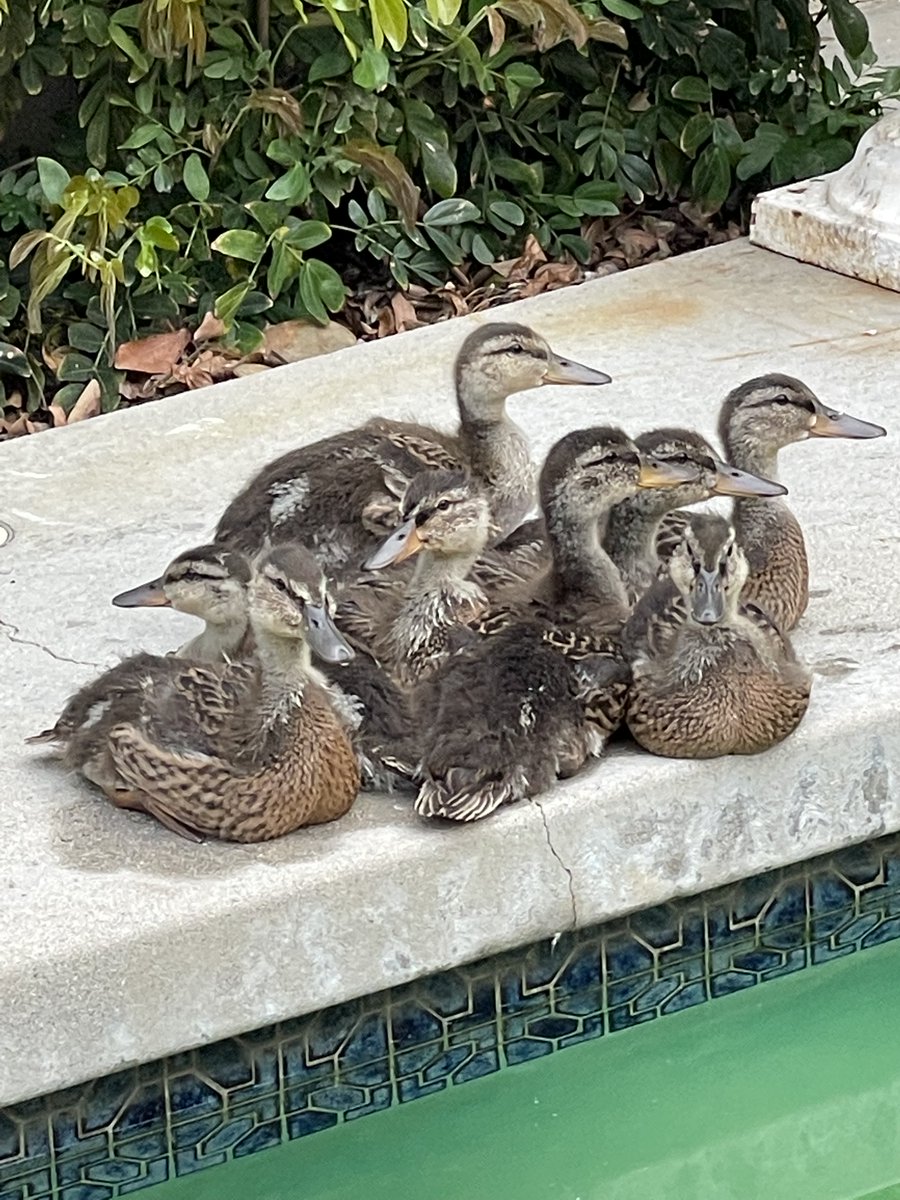 JoshMalina's tweet image. 