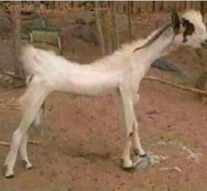 AliSham36059969's tweet photo. ap sb followers ajya gh shoper ly ki eid ki din...😜😬 https://t.co/ZPYwKUZ8CR