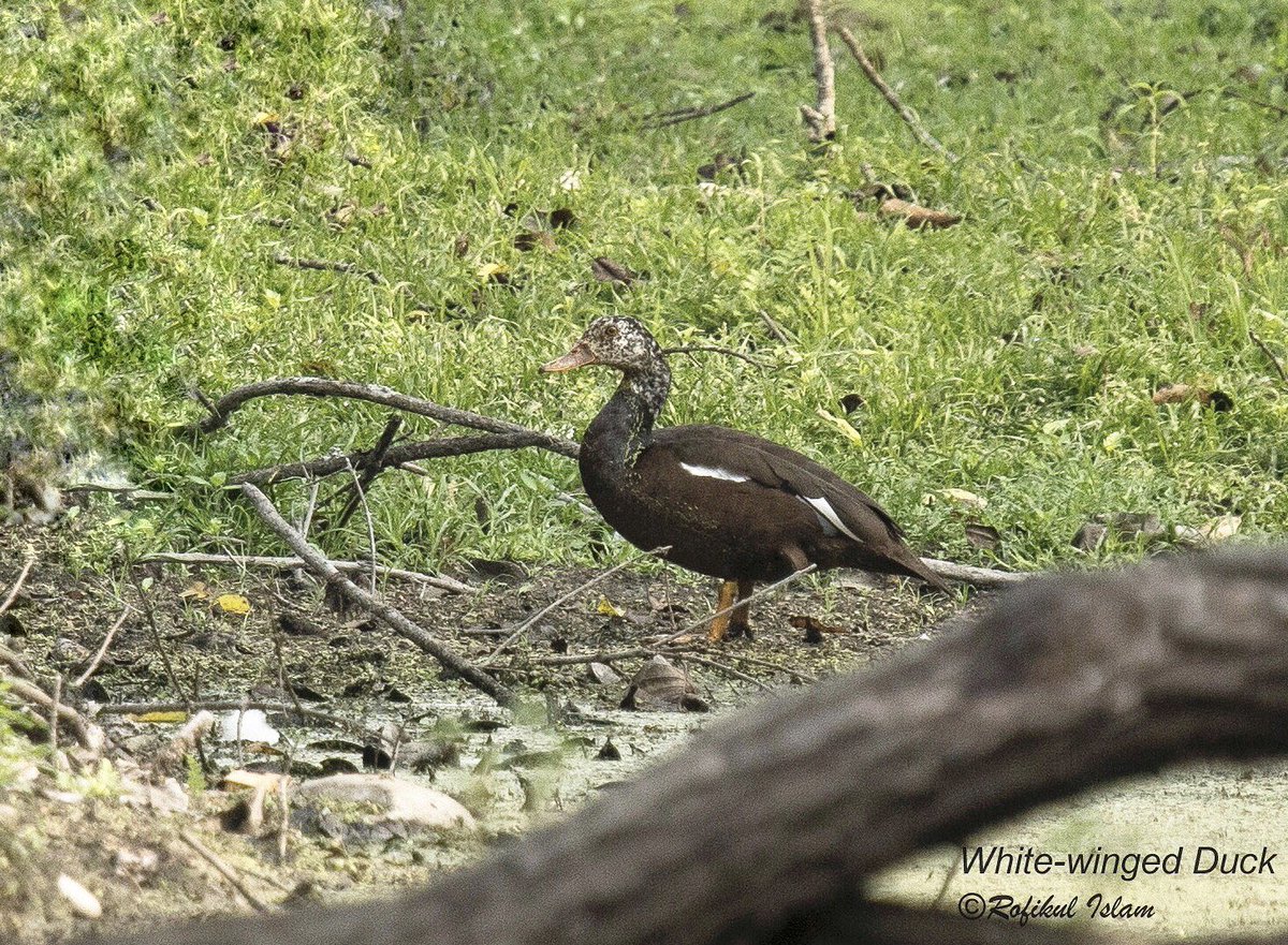 RofikulIslam89's tweet photo. || White-winged Duck ||
(Deo Hanh - in Assamese) is the state bird of Assam.
Status- #endangered
There are only about 450 individuals present in the country.
#VernacularNames #IndiAves #birdinghimalayas #BirdTwitter #TwitterNatureCommunity #ThePhotoHour #OPHWildlife2021 @IndiAves https://t.co/3fLvxa9H42