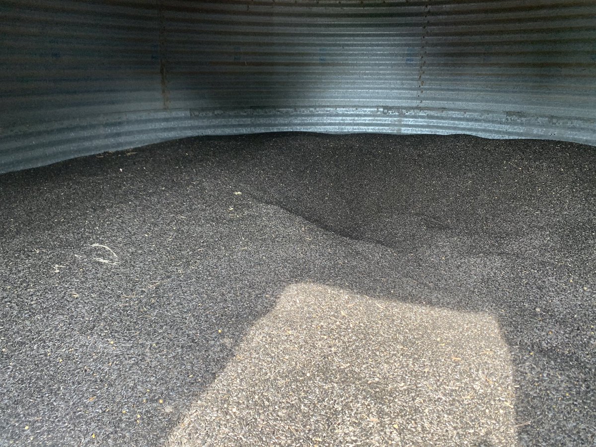 vantaygefarms's tweet photo. We have sunflower seed available for cover crop if anyone is looking for any. We ran through a seed cleaner last fall. We will be making a donation to childhood cancer with proceeds. Call Greg (519) 317-5642 or Taylor 519-525-0323 https://t.co/6NZti7I6Xu