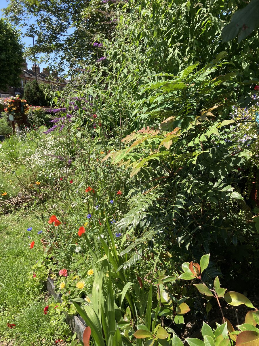 TheaPetrou's tweet image. Wow - the Moselle Meadow is the most beautiful spot on Lordship Lane! @NPBigLocal the seed heads in the last photo are unusual … does anyone know what plant they belong to?