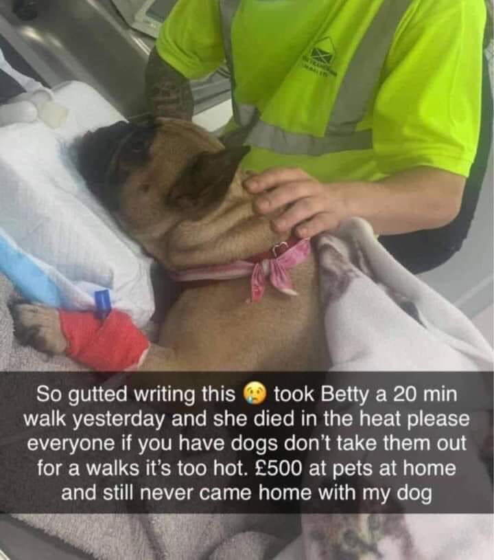 Should You Walk Your Dog In The Heat