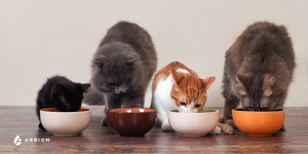 We are so excited to announce the results of our new trial! Conducted with Kansas State University, our study found that #cats preferred food formulated with SylPro over #food formulated with conventional #protein ingredients.

Read more here: arbiom.com/study-shows-ca…