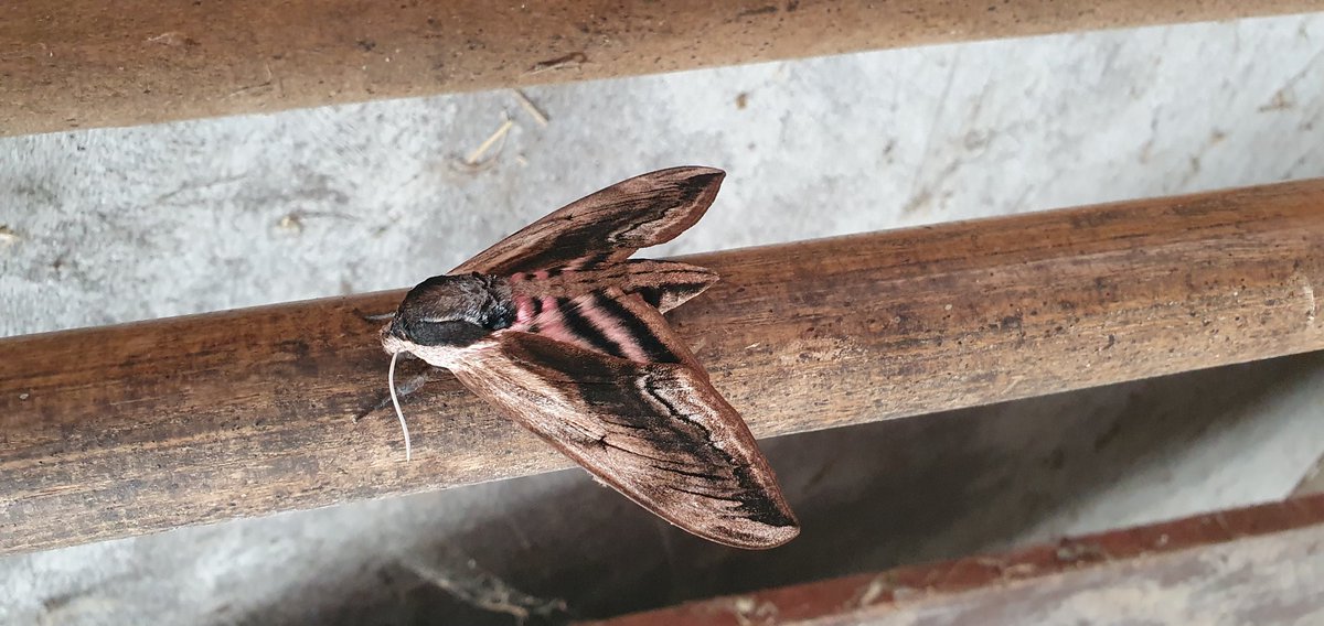 Ligusterpijlstaart <a href="/vlinderNL/">De Vlinderstichting</a>