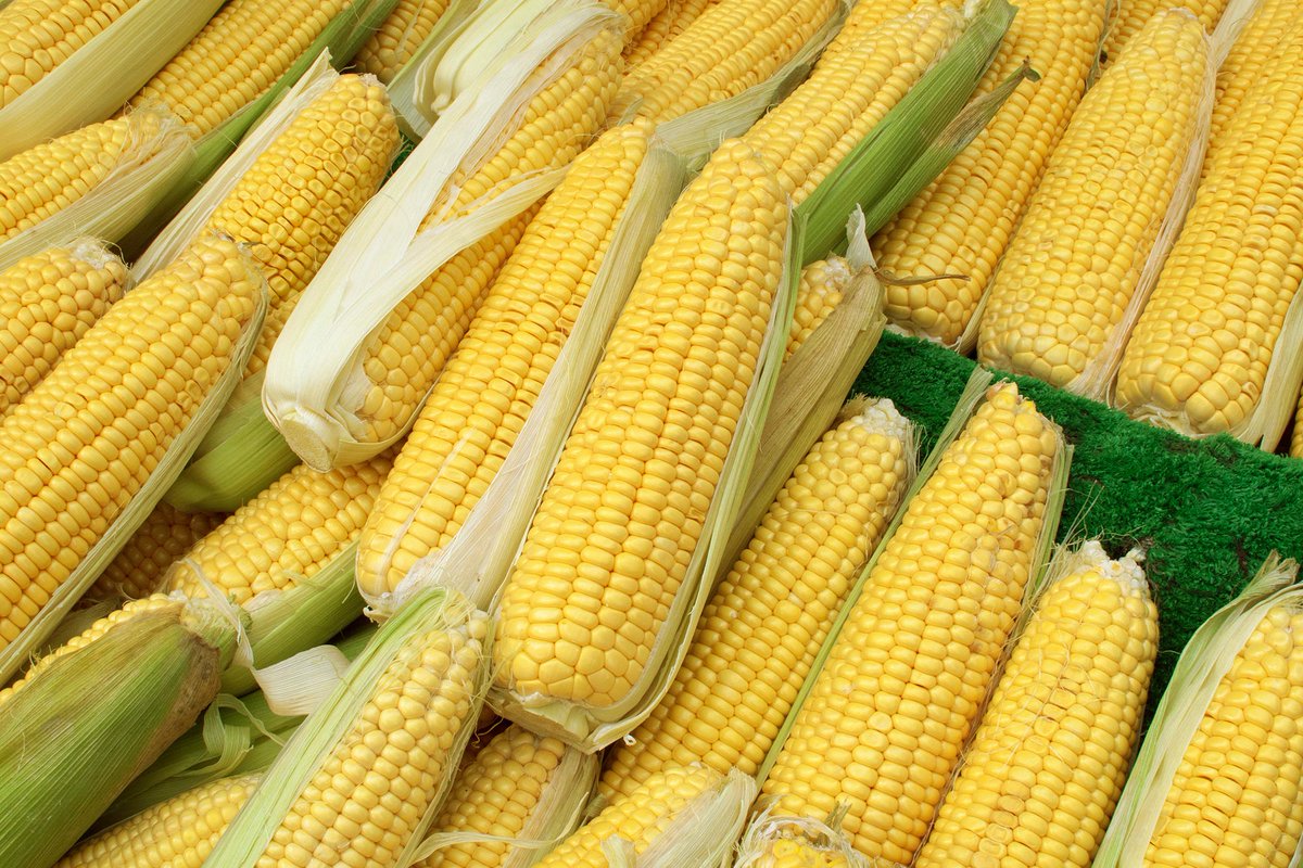 TRIVIA TIME!

What is the state vegetable of Illinois (pictured)?