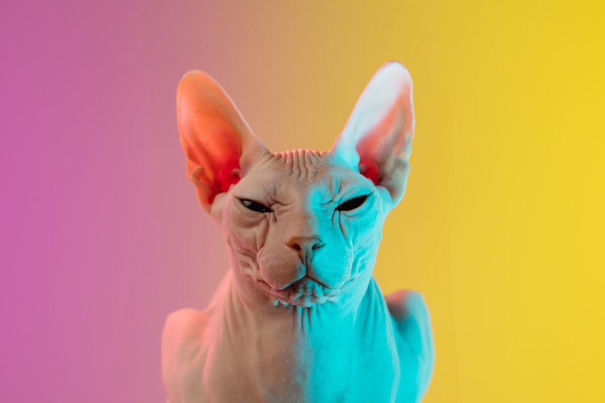 s2sPRComms's tweet photo. This is a #mood (although we're not sure which one...). Our (accidental) Adobe Stock subscription just keeps on giving. #stockphotoofthemonth #thanksadobe #catsoftwitter https://t.co/IBJN9tldlf