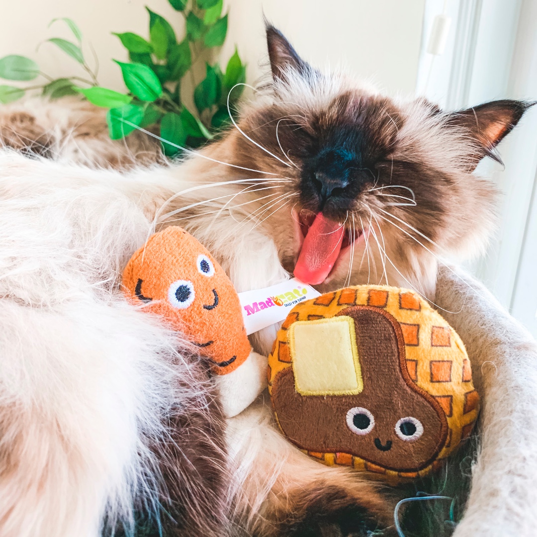 #TGIF! Who else is  waffley  excited for the weekend??

📸: <a href="/mycatispeople/">My Cat Is People</a>