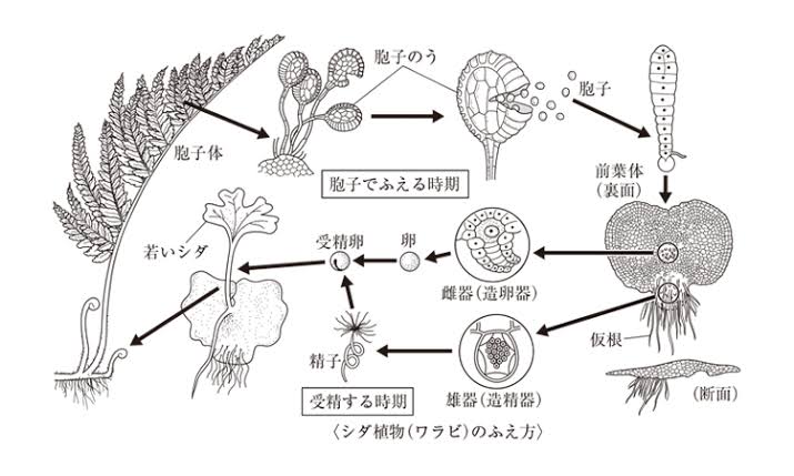 マル デ イヌ 生物をとってないので 簡単なことも知らないんだけど シダ植物って基本的に無性生殖してるってこと これだとほとんど同じ株の精子と卵子が出会って多様性が生まれにくそうだけど T Co Rnrgjnib8n Twitter