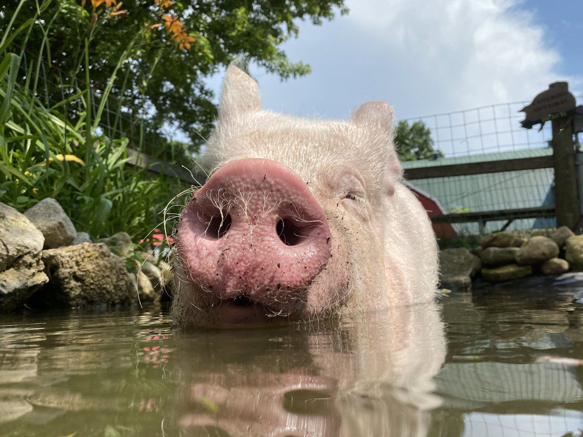 Esther TheWonder Pig tweet media