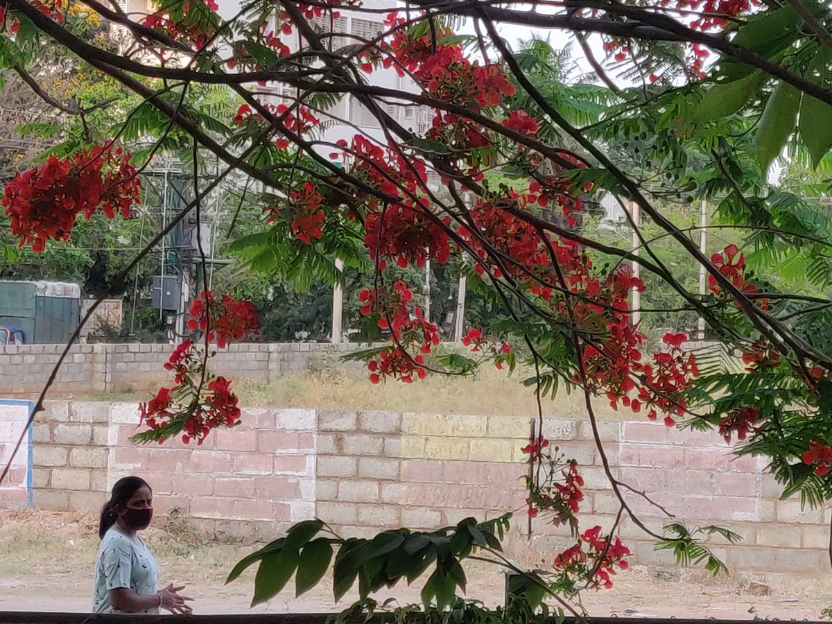 _poornima's tweet photo. More than just #siliconvalleyindia. Glimpses of #Bengaluru #history #culture #food #unhurriedwalks https://t.co/ZWHHlw7EUn