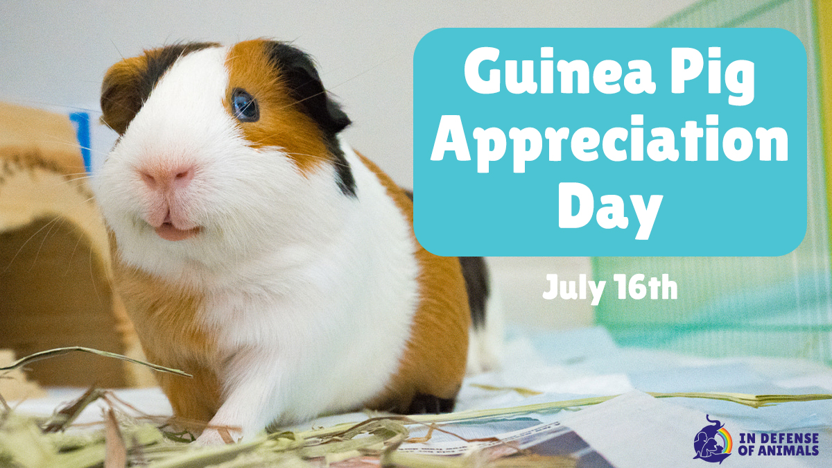 IDAUSA's tweet photo. The #GuineaPig is the greatest species, rivaled only by hamsters & gerbils when they don’t chew through our clothes! If you have some room in your heart & home, consider adopting a pair on this #GuineaPigAppreciationDay #SmallFriends #love https://t.co/CYmwB58jR3