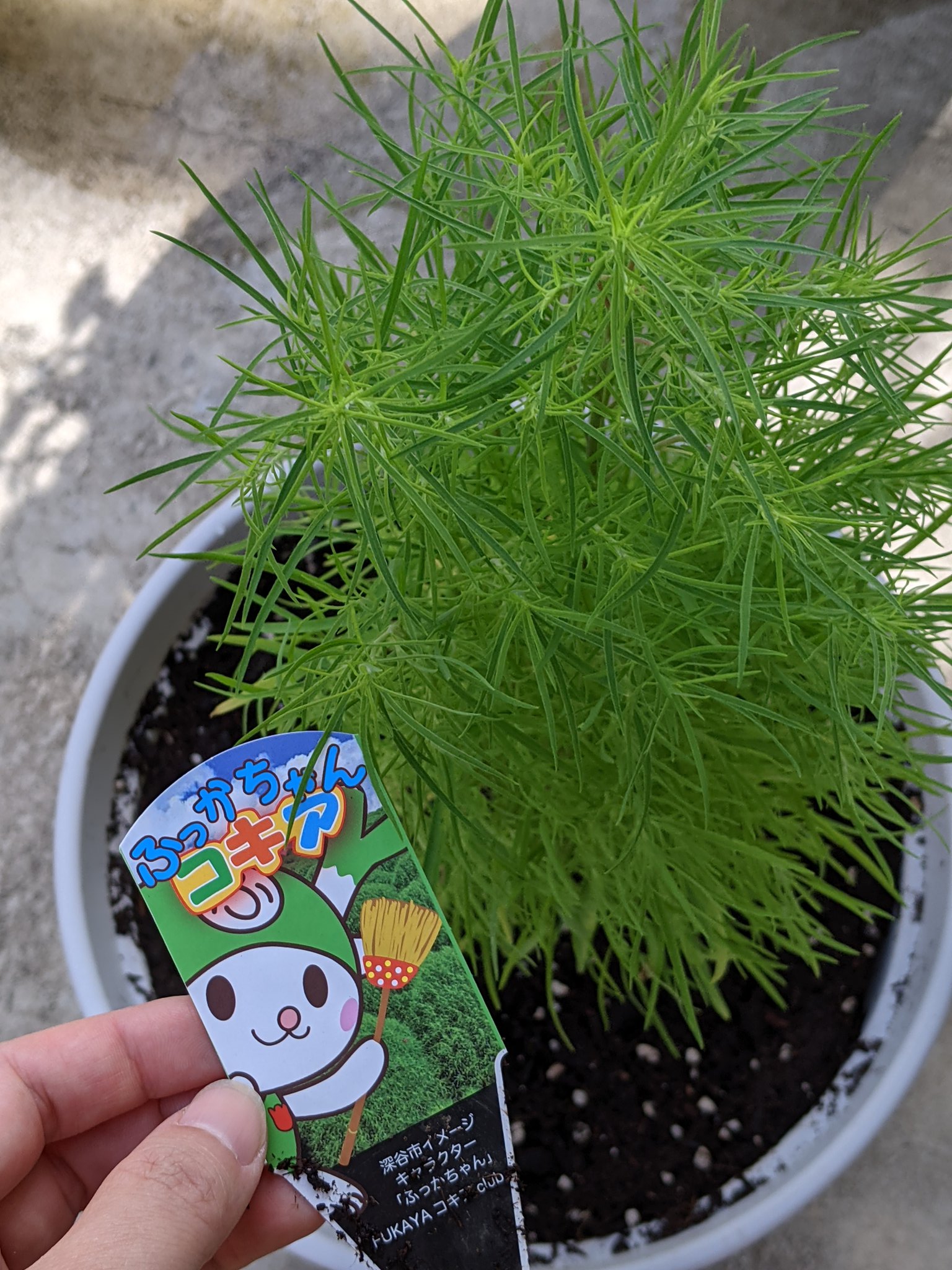 大仏ぱんだ オクラも葉が何かに食べられてるんだけど 犯人がみつからず ぐぬぬ Twitter