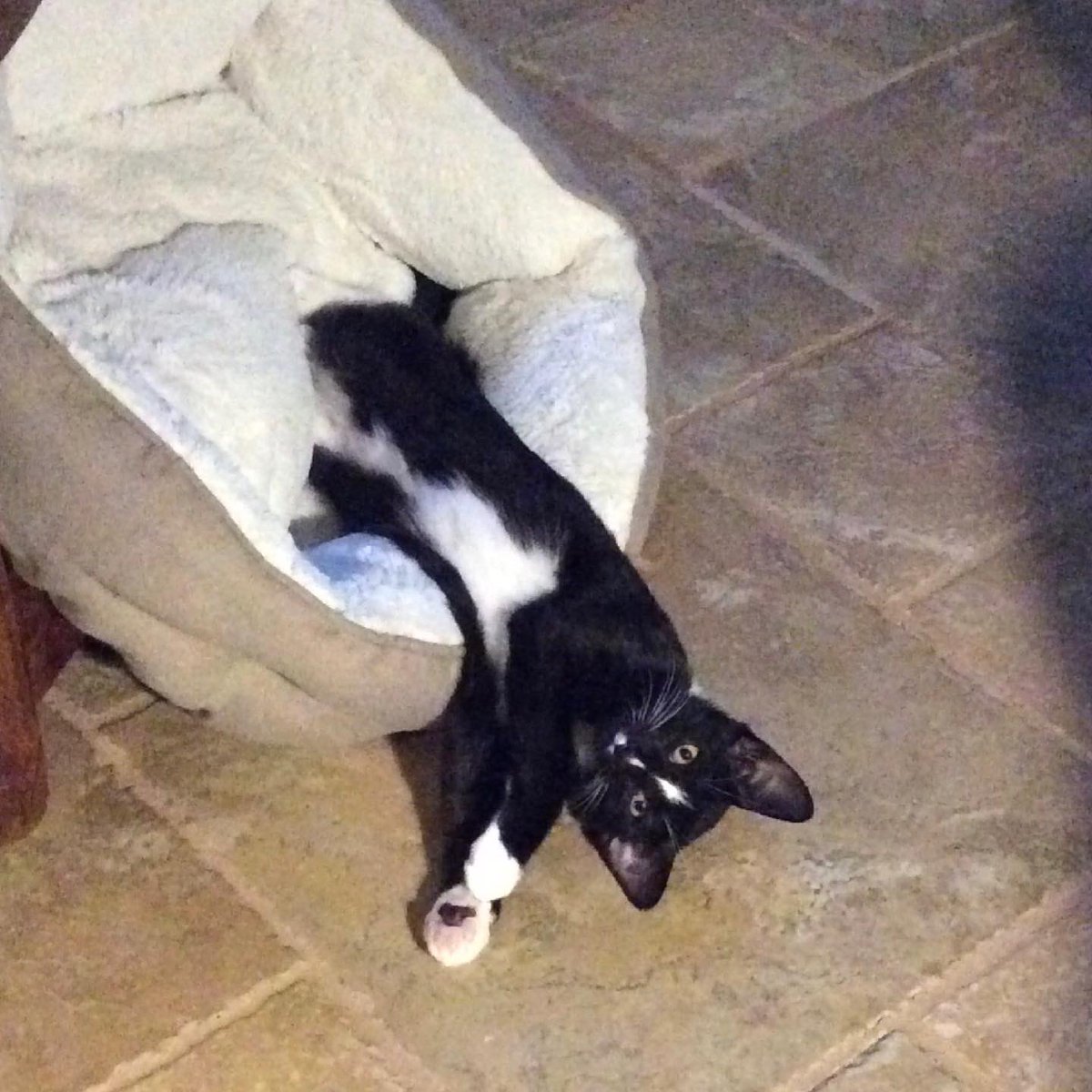 NevaehSeniah's tweet photo. Still missing Blaze. If I had followers, maybe he would be home by now. He needs to have his shots updated.
#lostcat #lostpets #FarmLife #petlink #Georgia #CatsOfTwitter #lostcatsgeorgia https://t.co/tCAaBTrfKV