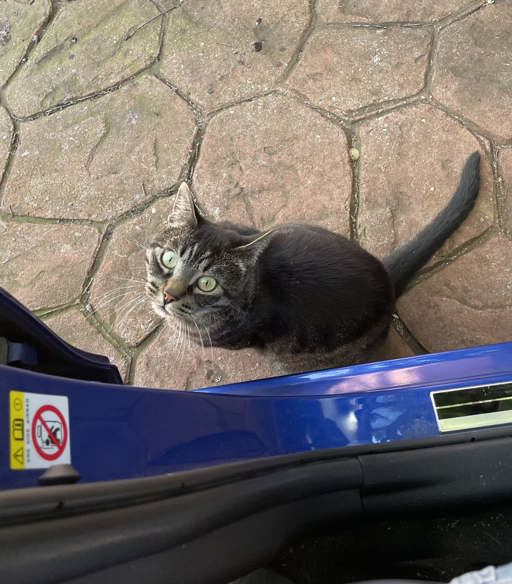 dion_eli's tweet photo. El gato viene a buscarme al coche 
Día 5 https://t.co/D4IKbWHpf1