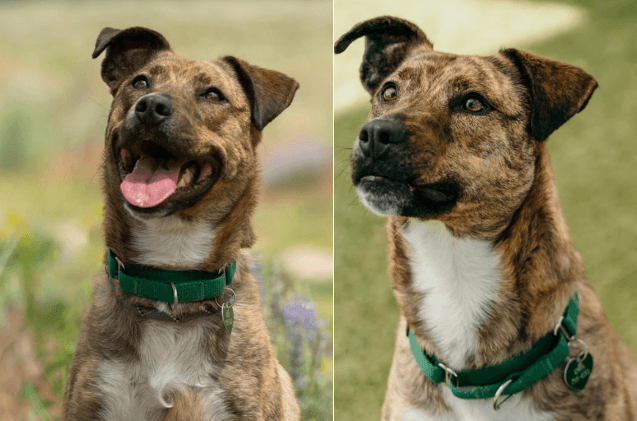 PetGuideTweets's tweet photo. Adoptable Dog of the Week- Piper - https://t.co/Yxw5KIT4CK https://t.co/9tMzEnhM7i
