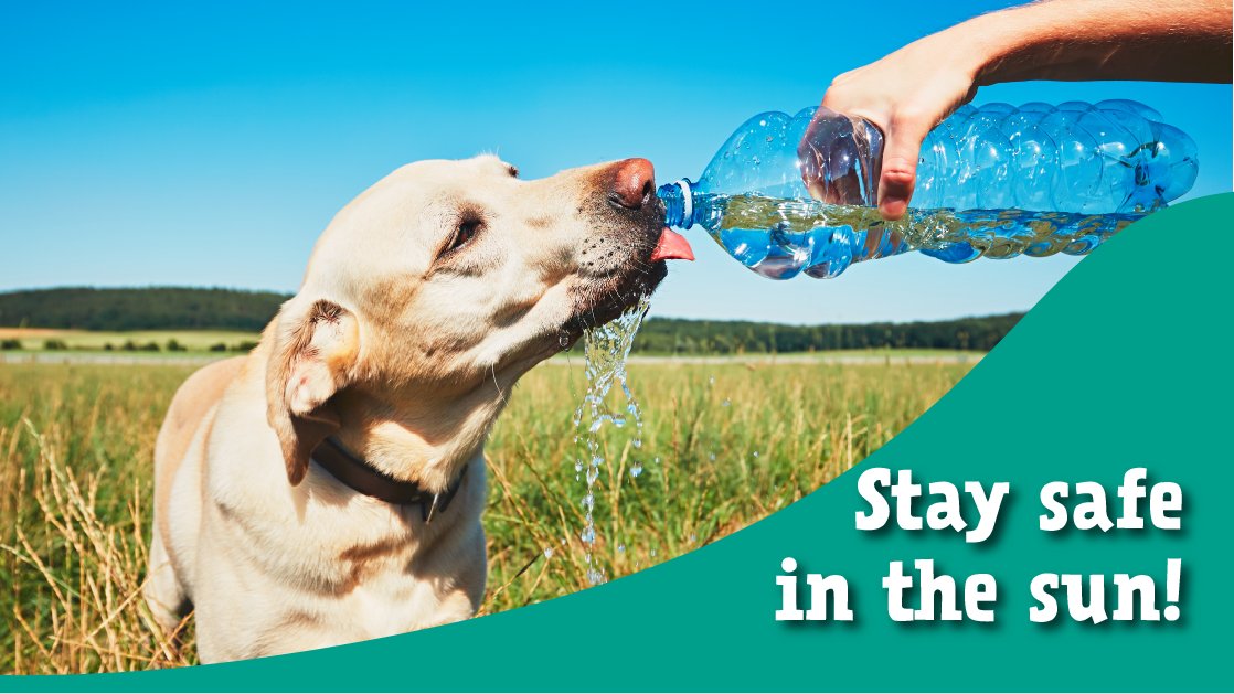 Monster Pet Supplies tweet media