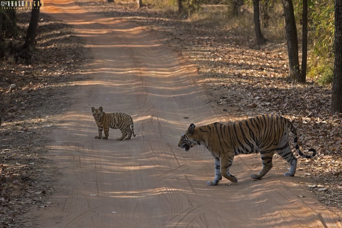 Mom you may cross now 😀
#bandhavgarh #tiger #nikonindia #wildlifeindia #photographyworkshop #nikonindiaofficial #natgeoyourshot #bbctravel #discovery #animalplanet  #wildlife #wildlifelovers #wildlifephotography  #nikond750 #mptourism #madhyapradeshtourism