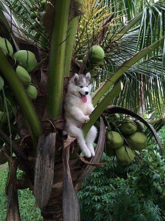 analuzsaso's tweet photo. Jajajajajaja weeeey un perrito husky se atoró en un ��rbol y la raza no pudo evitar hacer magia con photoshop 😂

✨amo el internet✨

Abro mini hilo https://t.co/a6UbVf7wGH