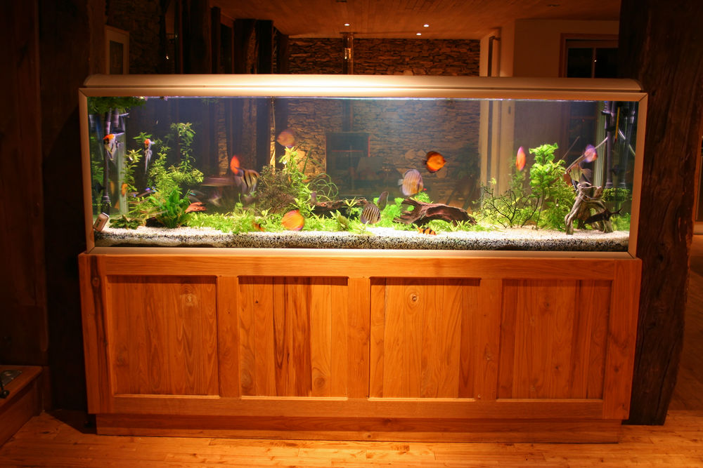 angdunbar's tweet photo. Aquariums are great if you have the time and money to enjoy and maintain them, but when selling your home, a built-in aquarium can be a real issue. If potential buyers have no interest in using the aquarium, you're basically... https://t.co/g8Upc0w6JT https://t.co/sm84hBnMK6