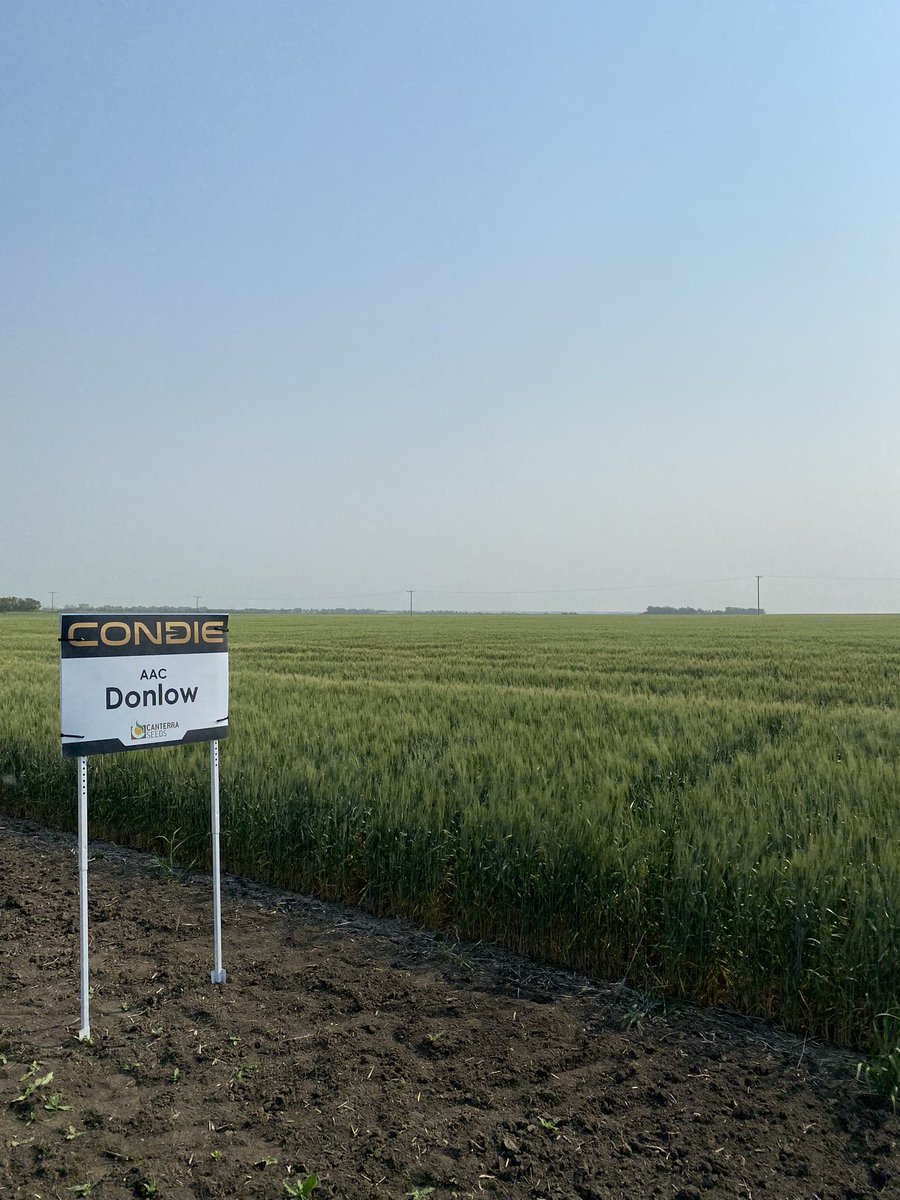 lp_condieseed's tweet photo. Despite having no rain, this new durum AAC Donlow is coming along nicely. Excited to see how it does in a tough year like this #AgTwitter https://t.co/9x9Ex9GRzn