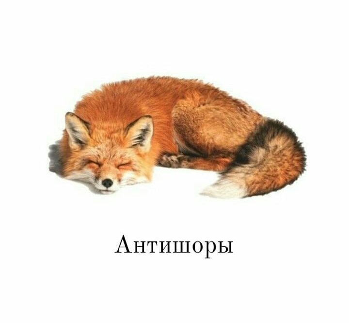 Лиса лежит на спине