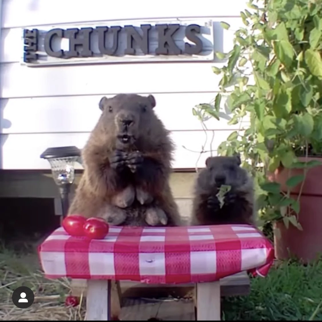 畑荒らしがなぜか歓迎を受けているw動物を愛する気持ちは犯行を許しちゃう！