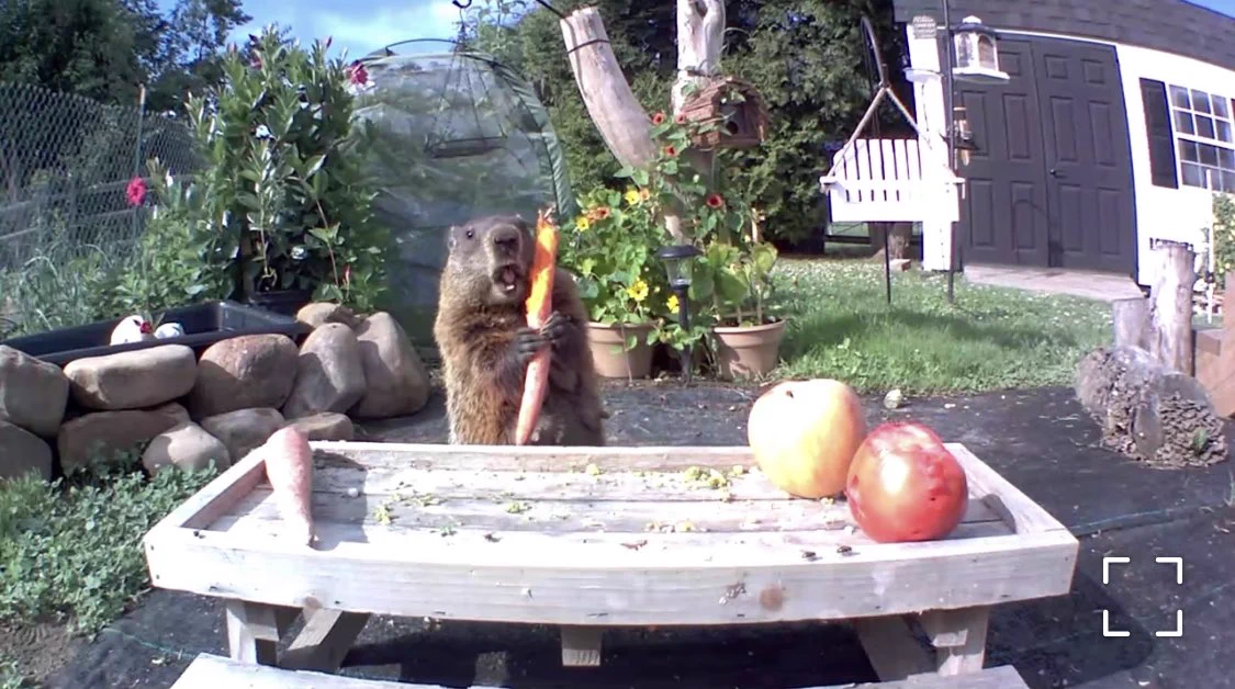 畑荒らしがなぜか歓迎を受けているw動物を愛する気持ちは犯行を許しちゃう！