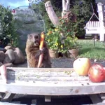 畑荒らしがなぜか歓迎を受けているw動物を愛する気持ちは犯行を許しちゃう!