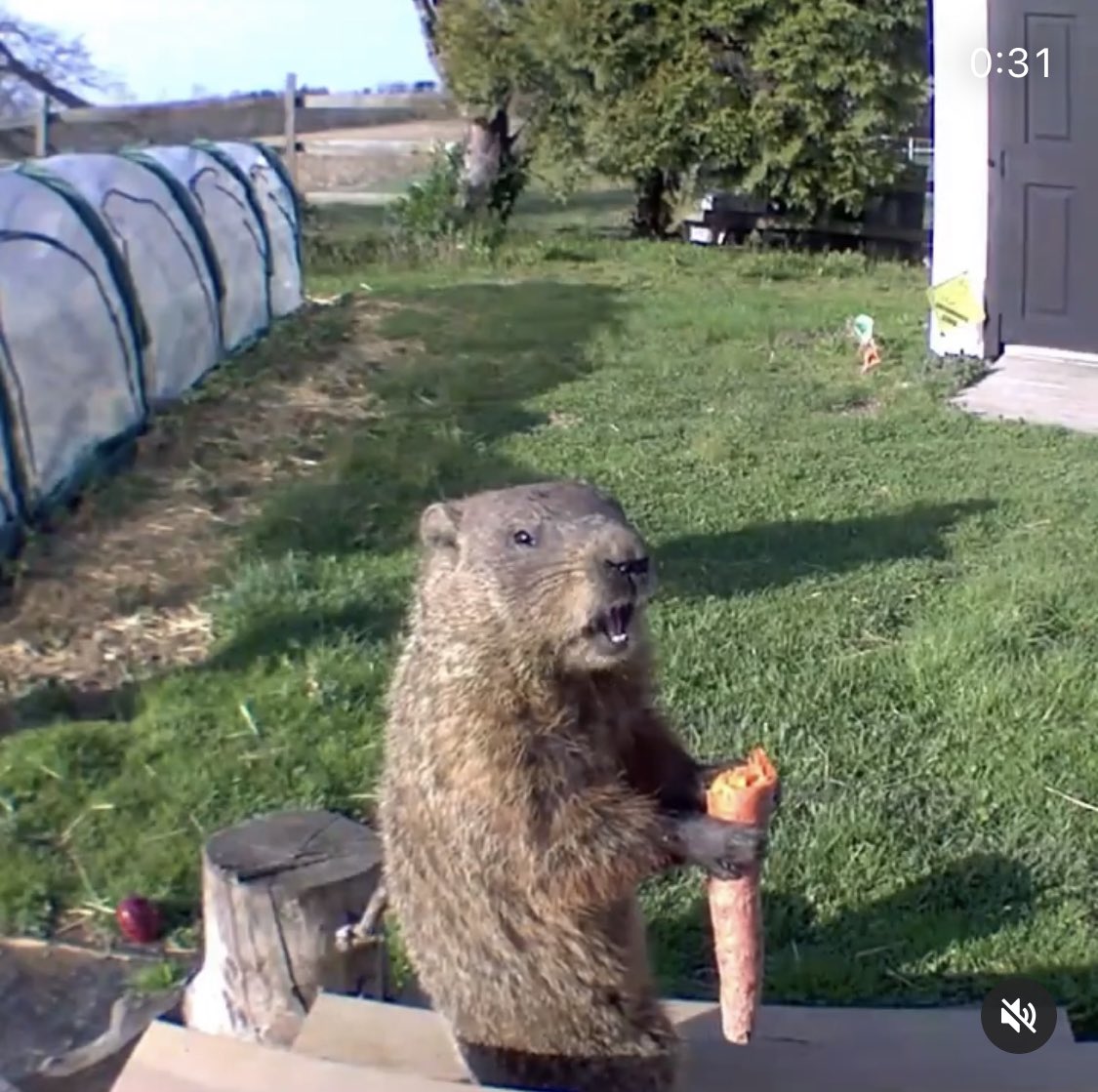 畑荒らしがなぜか歓迎を受けているw動物を愛する気持ちは犯行を許しちゃう 話題の画像プラス