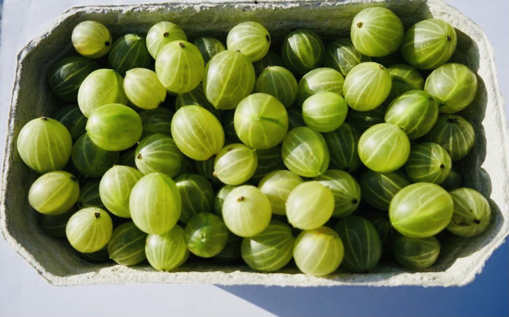 Sunshine_Fife's tweet photo. Fantastic Friday at The Sunshine Kitchen making Gooseberry Jam and doing a spot of baking. Loving our new kitchen at Rothes Halls! @CuparNow @ONFifePress @FifeFarmersMark #ShineOnFife https://t.co/DEYSflkegu