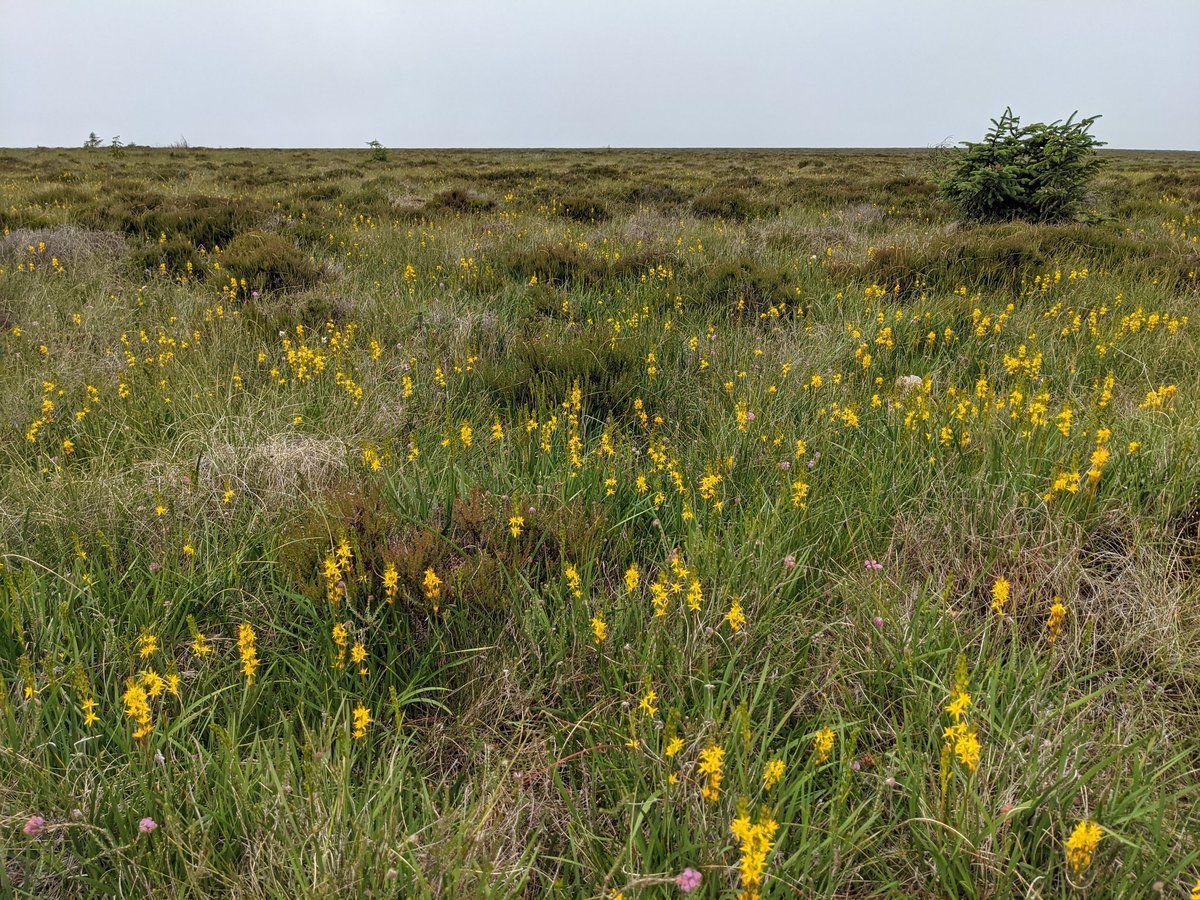 GeoConor's tweet photo. Hot day on Altikerragh Bog mapping historic drainage and current topography for @BinevenaghLPS #fieldworkFriday #dronesforgood lots of bees, butterflies and buzzy bugs!! #boglove #rewetting 🐝🪲🐞🌼 https://t.co/fIJvQLyfM6
