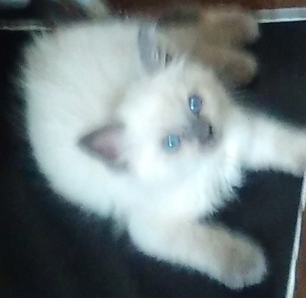 moiraluna's tweet photo. M: Hey, Bu, isn't there sumn wee sposed to do today? B: Hmm, seems like it, but can't memburr wot. M: I fink its our birfdae. B: Oh, yeh. Wanna wrestle? M: maybe later-wee better get to wrrk on Mom fur sum special treets! B: Oh, yeh.*🤍Hoom: Happy 6th Birfdae, My Wonderfluffs!🤍* https://t.co/oQBNxGhpfV