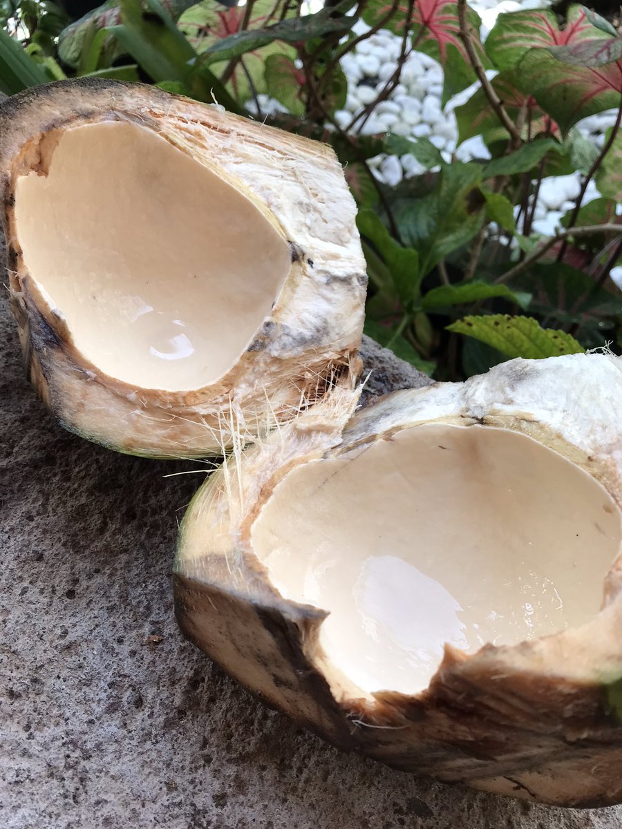 DannLCast's tweet photo. -Y que te enseñó el gringo? 
- A cortar cocos 🥥 
- Pa’ eso cualquier costeño mija!!!… Te los consigues de muy lejos https://t.co/xY0Z9cfJss