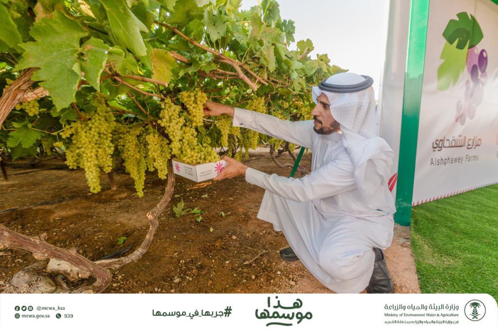wadialturmus's tweet photo. رافق سعادة مدير عام فرع وزارة البيئة والمياه والزراعة في القصيم م. عبدالعزيز الرجيعي في هذه الزيارة كلاً من :
م. بندر الهدية مدير مكتب البيئة والمياه والزراعة في بريدة
و د. سليمان الحربي مدير مكتب البيئة والمياه والزراعة في عيون الجواء

شاكرين ومقدرين لسعادته هذه الزيارة https://t.co/jqxe4BZ05o