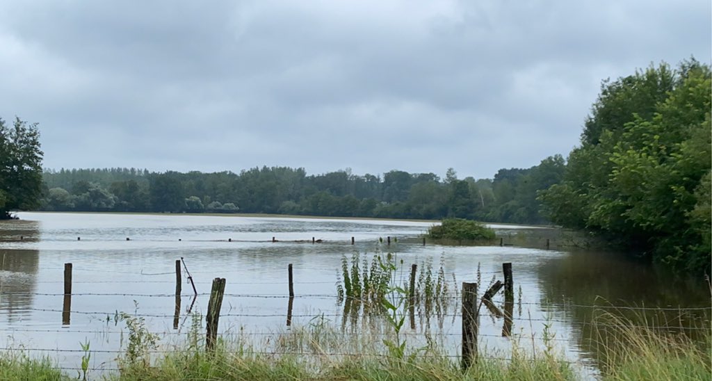 Mon vendredi déprimant en 4 photos… 🥺🥺 blés, orges et pois qui commencent à germer… 80% des parcelles couchées… et les parcs font de l’apnée 😭 courage aux agris qui subissent une nouvelle fois la météo capricieuse 😩 
#agriculture #FrAgTw #soutien #hautemarne #marne