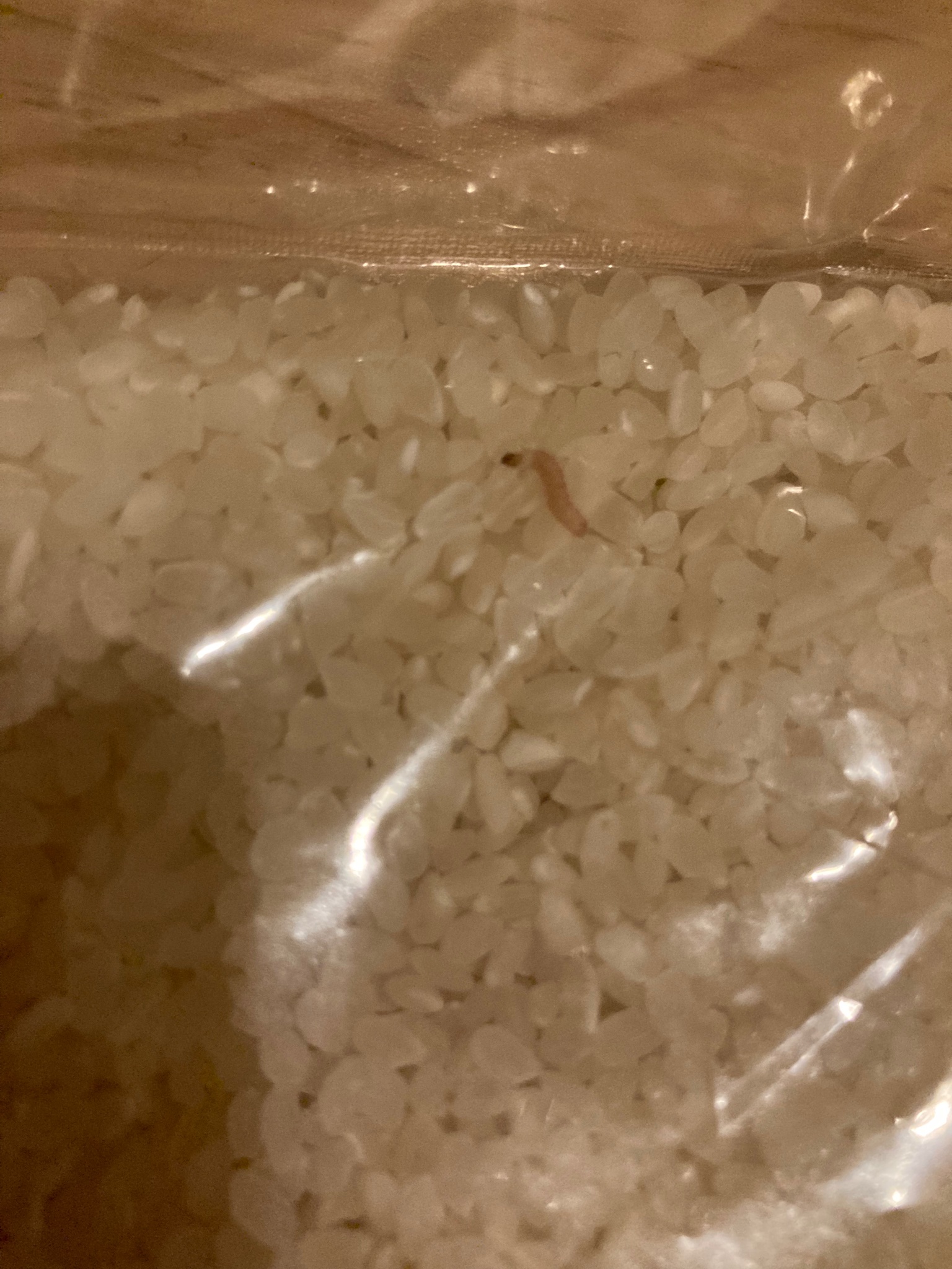 ミラクリンク 未開封のお米ににょろにょろ虫がいた コクゾウムシかな T Co 6ucuxjnorn Twitter