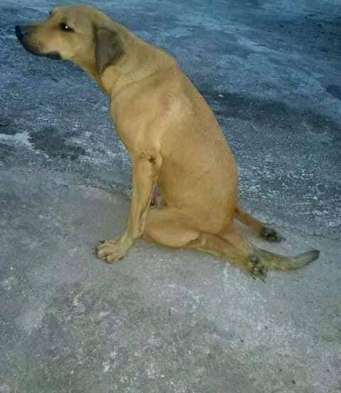 PerroUsuario's tweet photo. Este pequeño necesita #AYUDAAA #URGENTE por favor. Filas de Mariche https://t.co/QnjrtwCAxF
