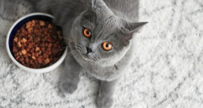 VetCommunity's tweet photo. FSA issues update on feline pancytopenia as mycotoxins found in recalled cat food samples
https://t.co/rodbQ5mnQh

@foodgov #Veterinary #CatsOfTwitter @RoyalVetCollege https://t.co/C7K9DYm60U