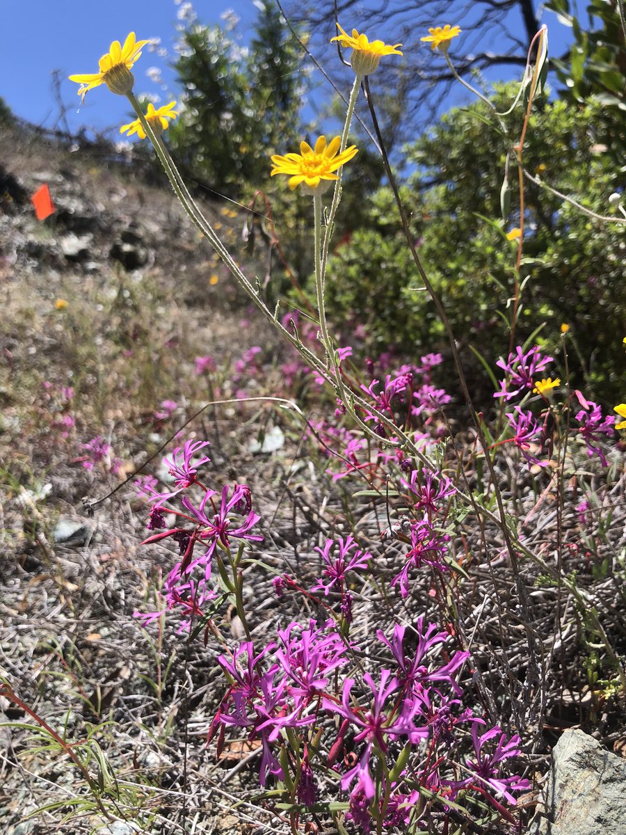 ArceoGomezG's tweet photo. I will be advertising for a #postdoc position in my lab soon. If you are interested in #pollination, community #ecology, #interaction #networks, floral #scents, nectar #microbiome reach out to me. We are a fun productive lab in the middle of the #Appalachian mountains!! Please RT https://t.co/05K4EGCPiQ