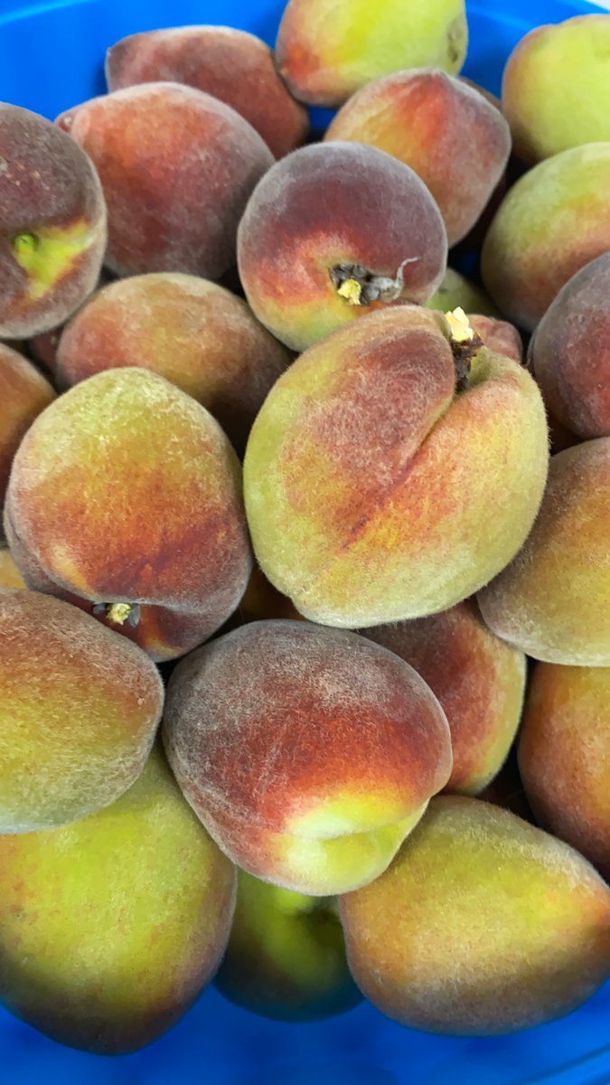 Lincoln Summer Garden