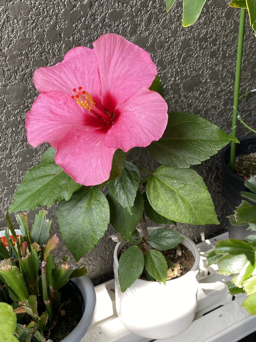 ハイビスカス Hotワード