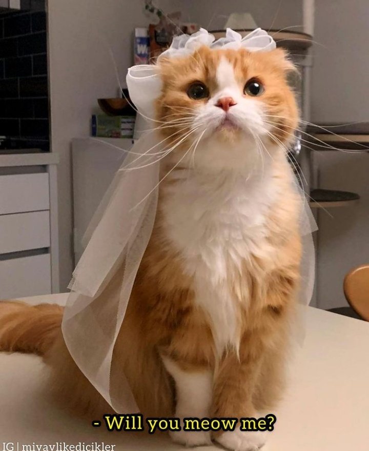 🐱 tweet media