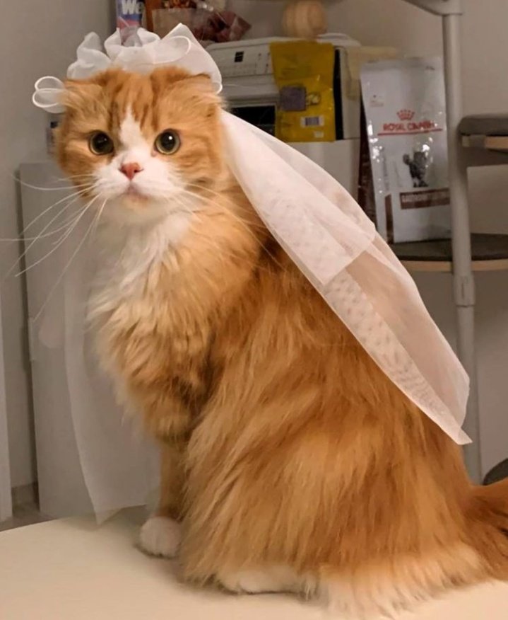🐱 tweet media