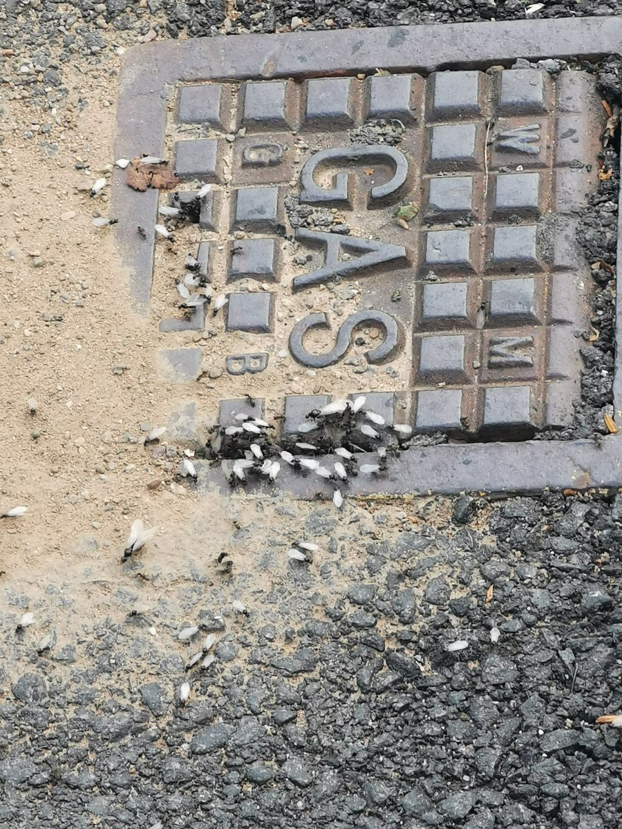 CaptureYourCar tweet media