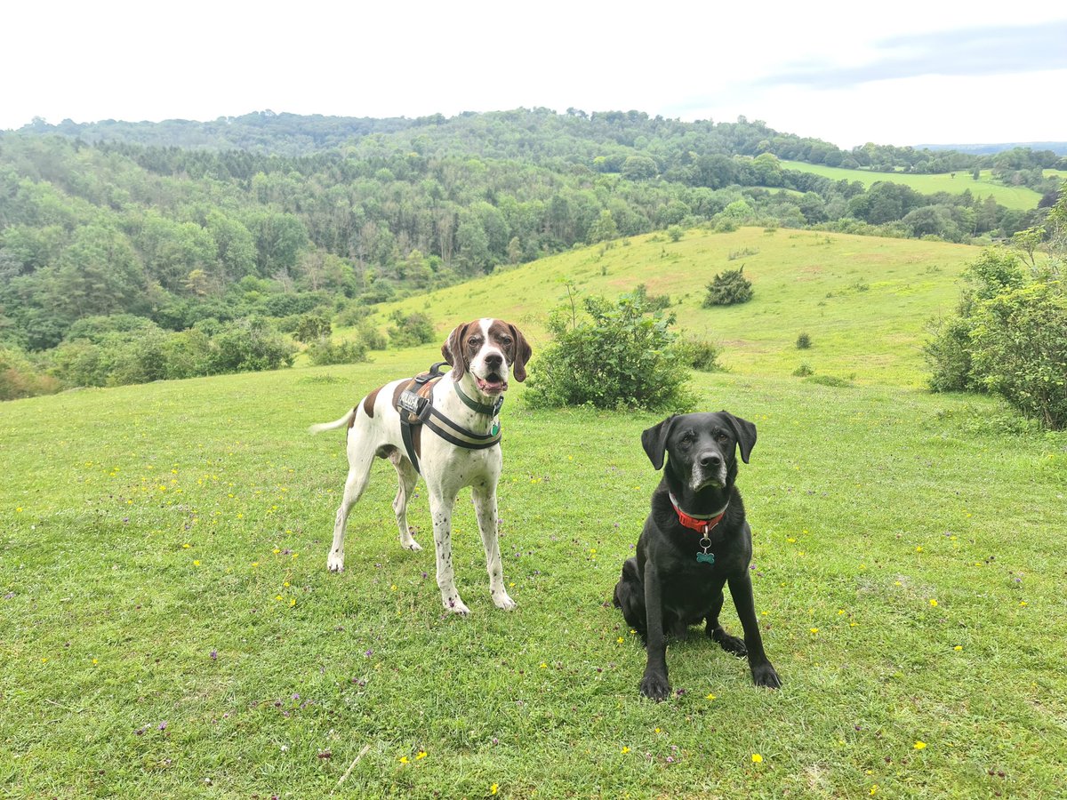 Lovely to visit <a href="/BBOWT/">BBO Wildlife Trust</a> Grangelands and the Rifle Range yesterday to see <a href="/ChilternSociety/">Chiltern Society</a> volunteers hard at work with one of my favourite people Chris Trew. #conservation #nature #volunteering #dogs