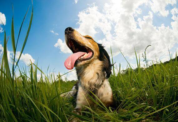 Help My Animal tweet media