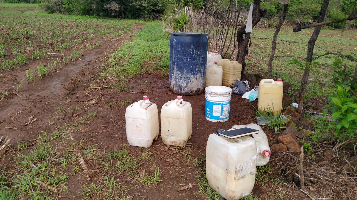 Aplicación foliar de lixiviado de lombriz para ayuda nutricional de la planta y disminución del estrés por exceso de agua, en ECA 3 en Agua Caliente, Angamacutiro Mich <a href="/victor_suarez/">Víctor Suárez 🇲🇽🇵🇸</a>
<a href="/vmva1950/">Víctor Villalobos Arámbula</a> <a href="/Sissyenciso/">Carmina Enciso</a>  <a href="/RInnovac/">Red_InnovAC</a>