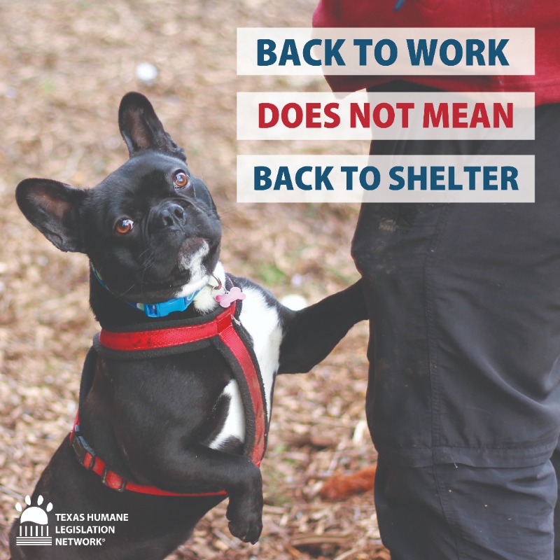 THLNTX's tweet photo. Just because you have to go back to the office doesn’t mean your dog should go back to the shelter! Many people are rehoming their dogs! Shelters are overflowing with surrendered dogs and cats.

Dogs are a commitment for their whole life, not just when it’s convenient for you. https://t.co/kmWWJqDQad